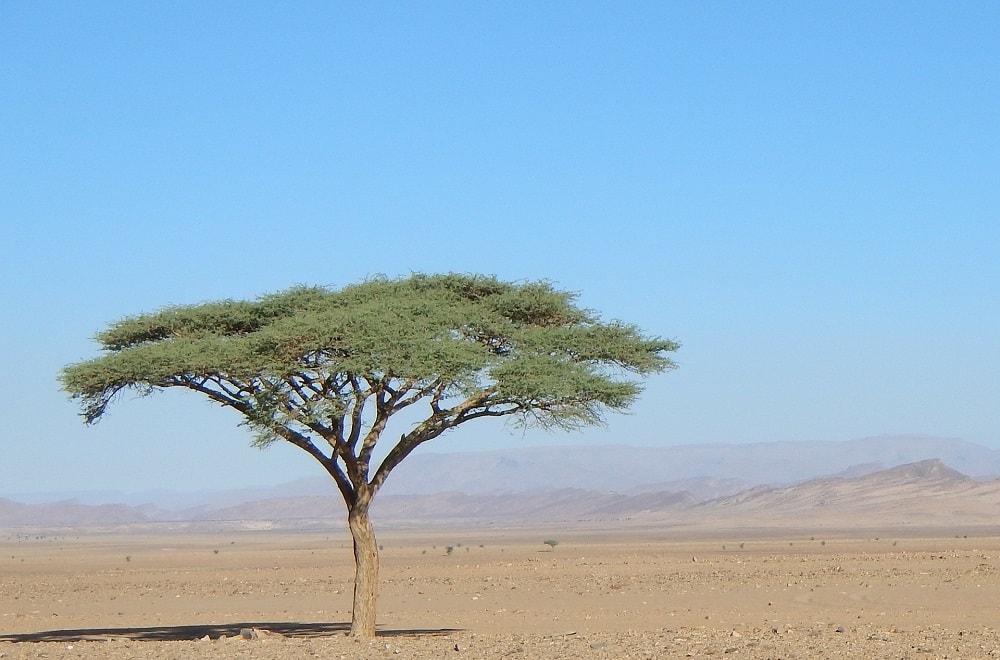 Yoga Morocco Sahara