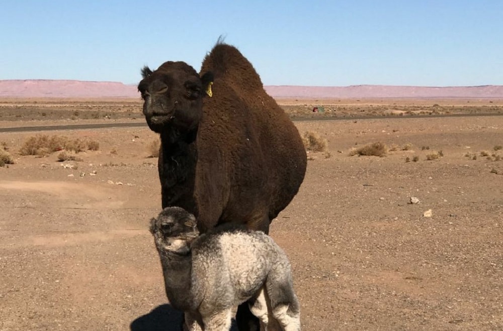 Morocco desert adventure