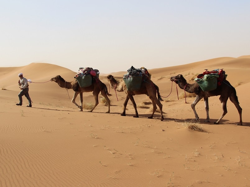 Morocco camel trekking