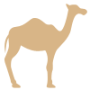 Camel tour in the Sahara