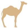 Camel tour