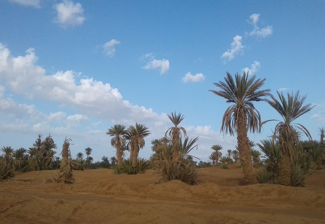 Morocco camel trekking tour