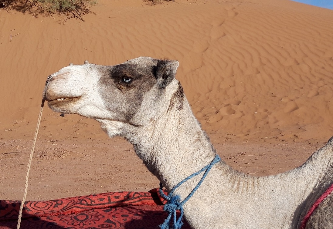 Marrakech desert tours