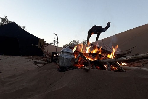 Sahara camel trekking tour