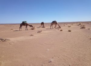 Marrakech desert tours Morocco