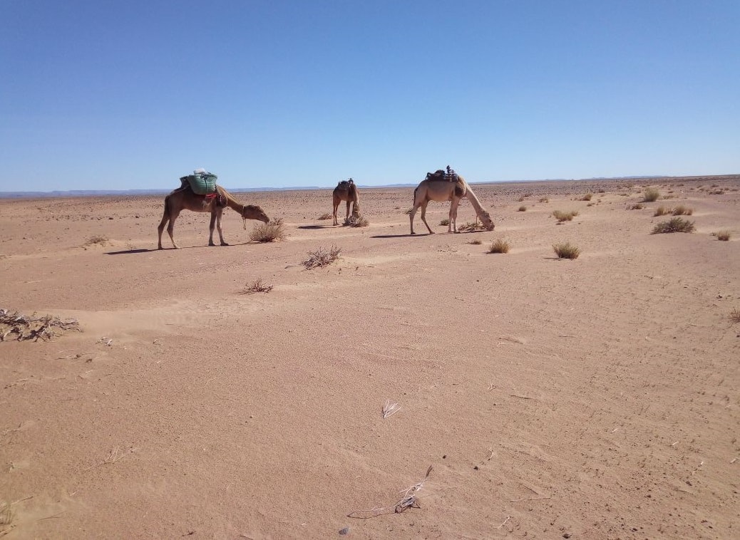 Marrakech desert tours Morocco