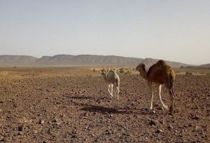 Desert tours Ouarzazate