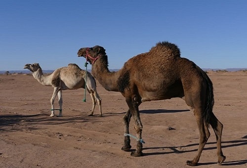 Marrakech desert camel trips