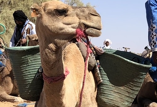 Camel trekking tour Morocco