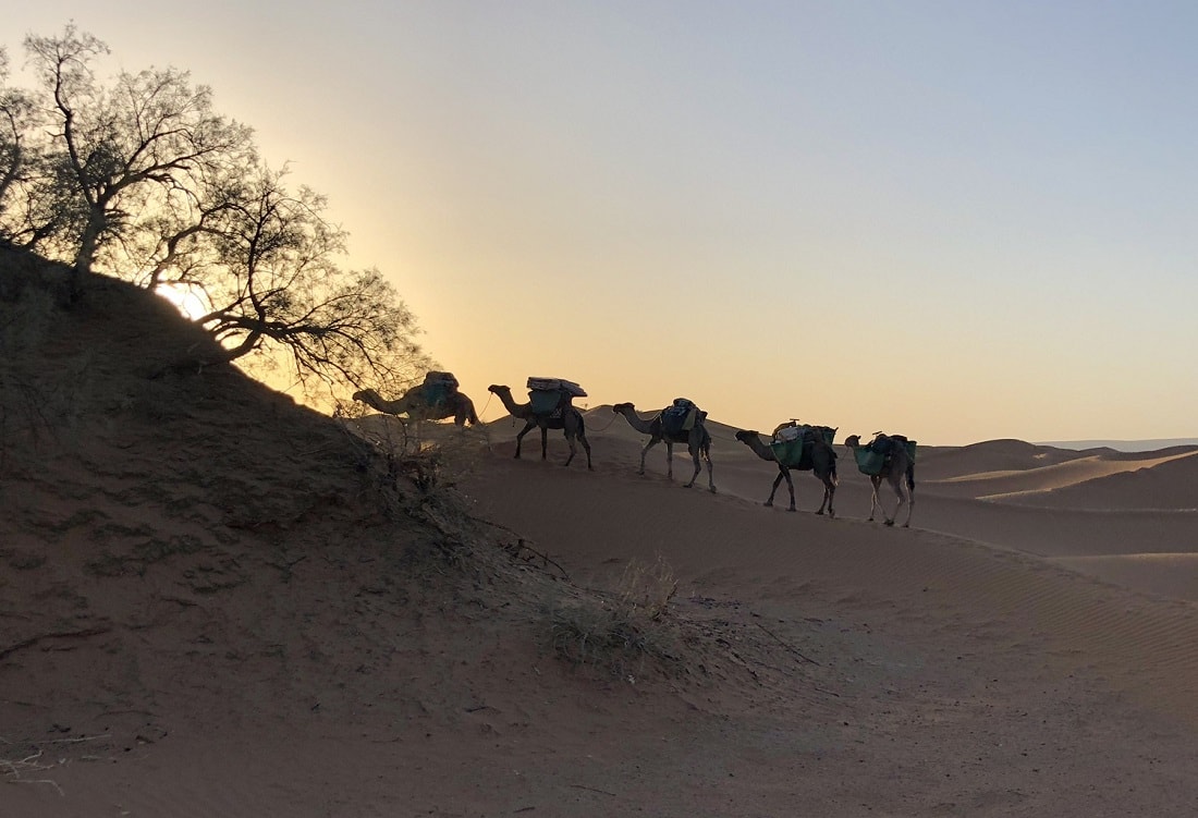 Sahara camel trekking tour