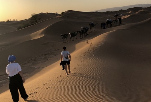 Sahara camel trekking