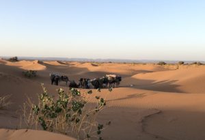 Sahara camel tour