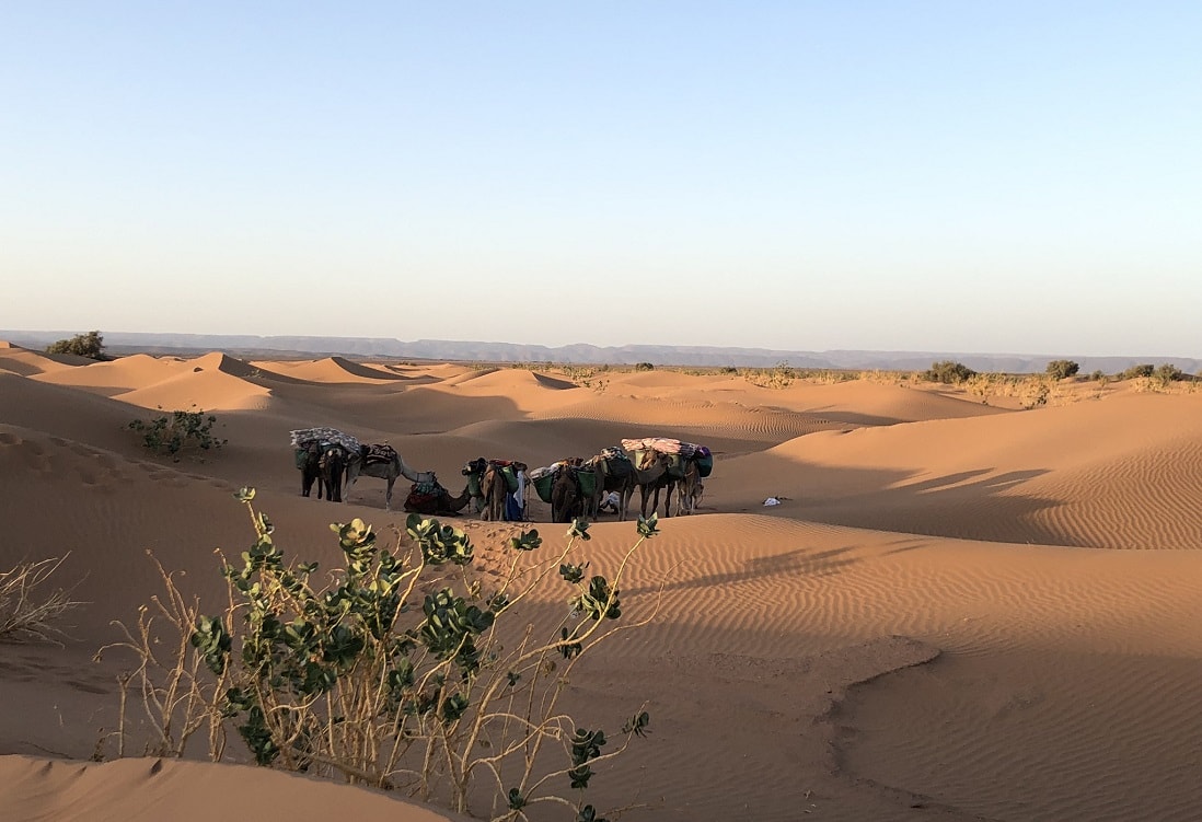 Sahara camel tour