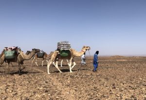 Sahara desert trip