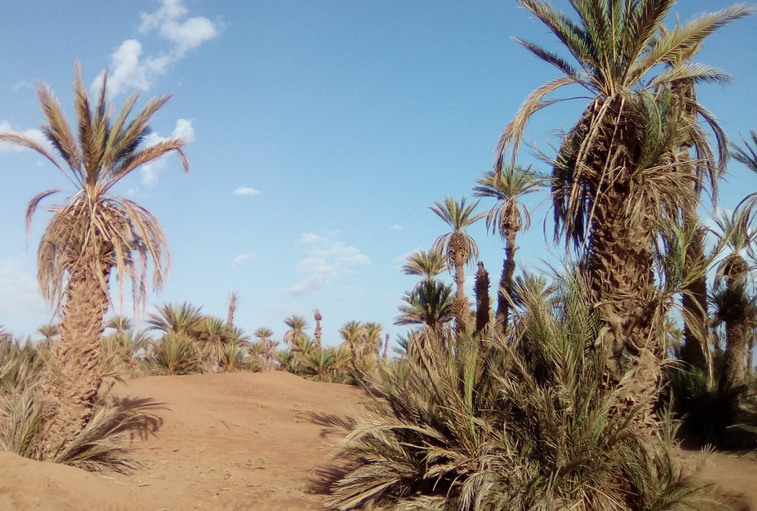 Morocco camel trek 