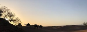 Camel trek Morocco