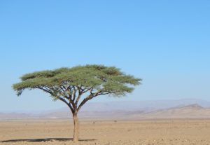 Sahara adventure