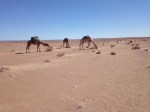 Erg Chigaga tour