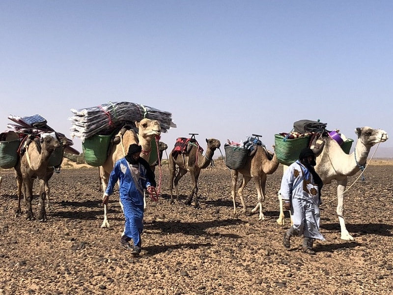 Camel trek Morocco illustration