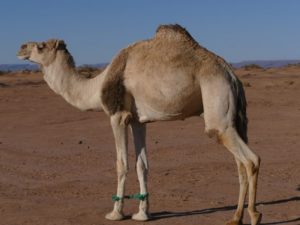 Sahara camel tours Morocco