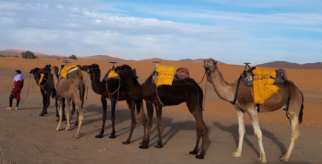 Camel trekking Sahara Morocco 