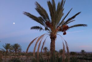 Oasis of Skoura