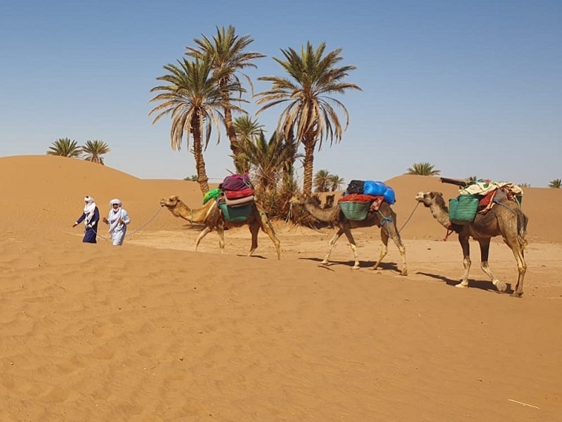 Camel trek Morocco from M'hamid