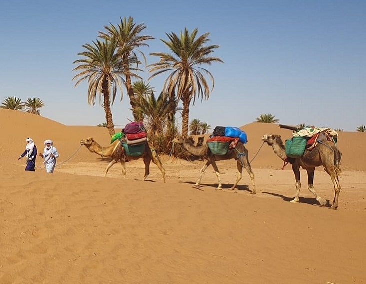 Camel trek Morocco illustration