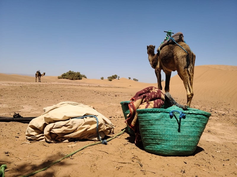 Morocco camel trekking