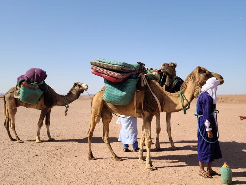 morocco camel trekking caravan