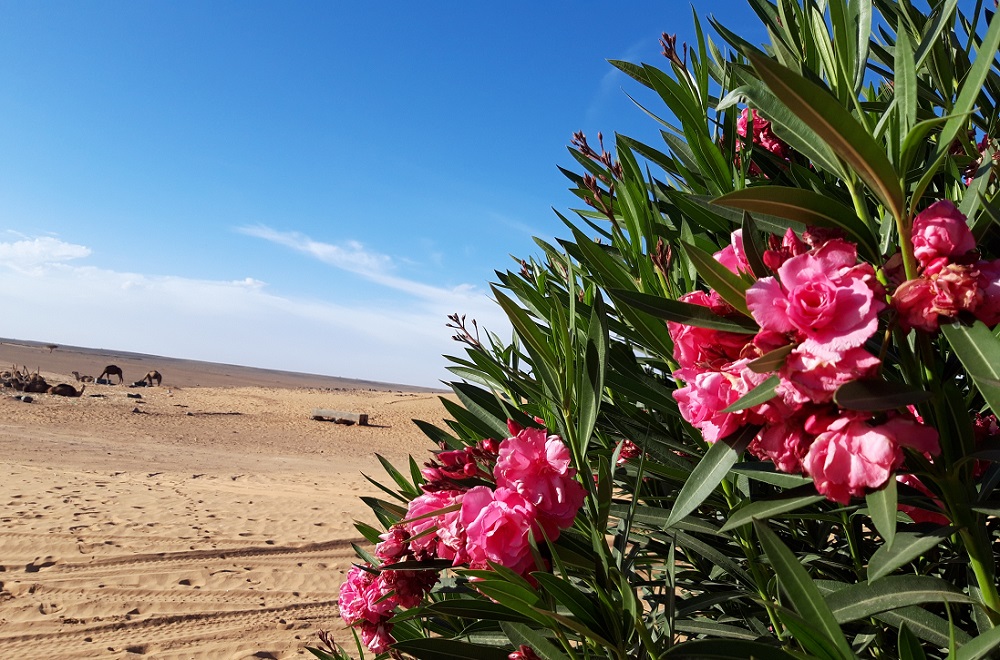 morocco desert