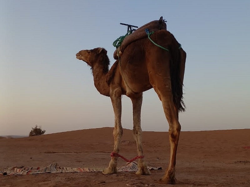 trek Morocco