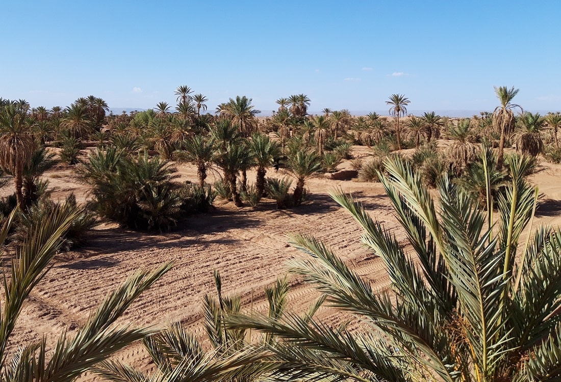 M'hamid desert palm grove